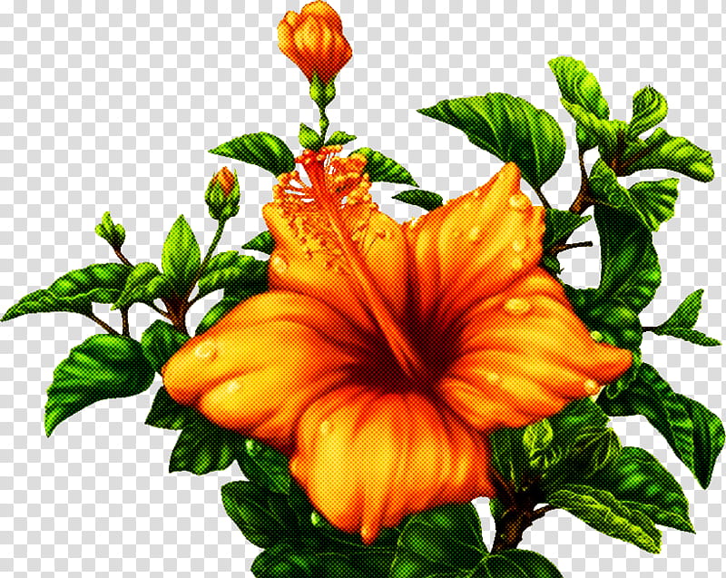 Orange, Flower, Hawaiian Hibiscus, Plant, Petal, Mallow Family, Trumpet Creeper transparent background PNG clipart