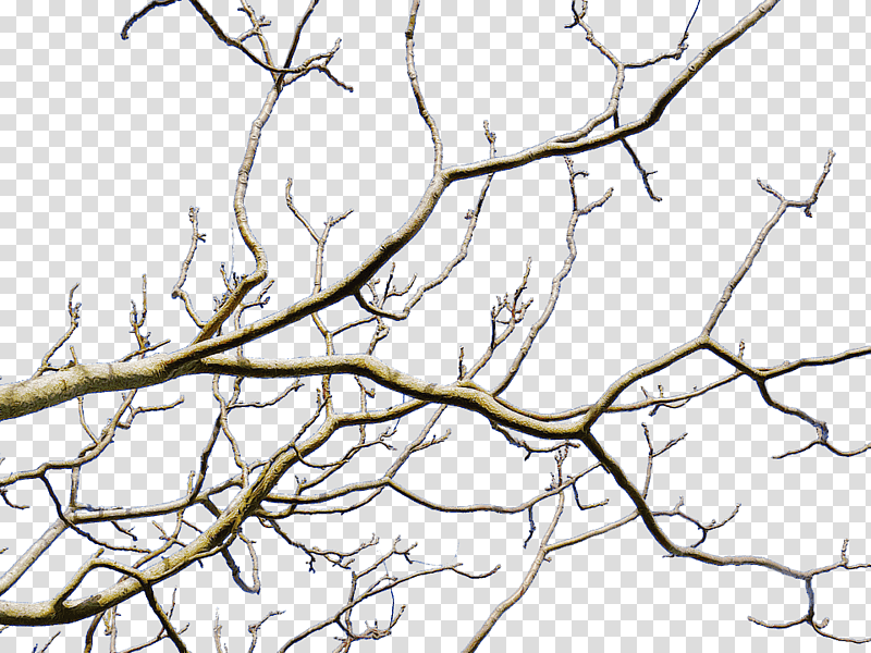 amazon.com amazon music line art mp3, brown leafless tree under white sky during daytime, Amazoncom, Jhelix transparent background PNG clipart