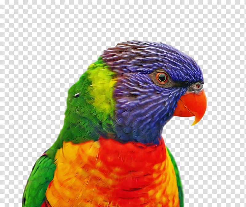 bird, Lorikeet, Parrot, Beak, Parakeet, Budgie, Macaw, Feather transparent background PNG clipart
