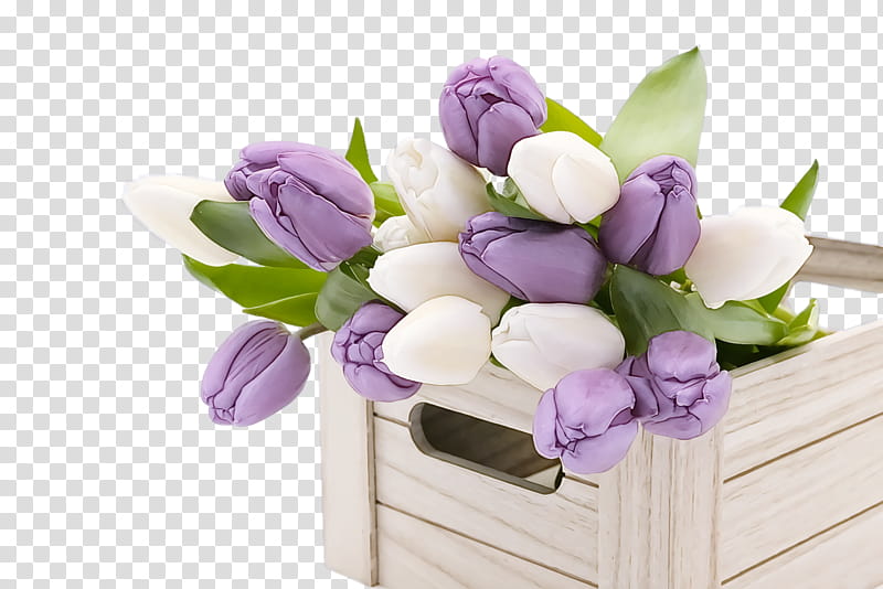 spring, Spring
, Flower, Violet, Purple, Tulip, Plant, Cut Flowers transparent background PNG clipart