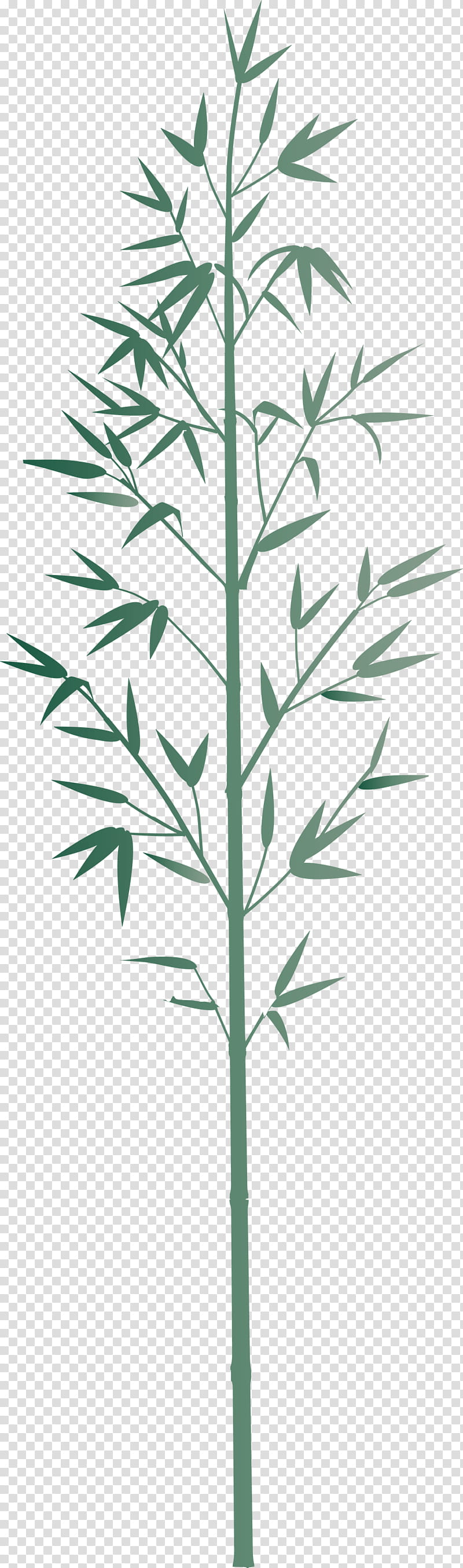 bamboo leaf, Plant, Flower, Grass Family, Plant Stem, American Larch, Southernwood, Elymus Repens transparent background PNG clipart
