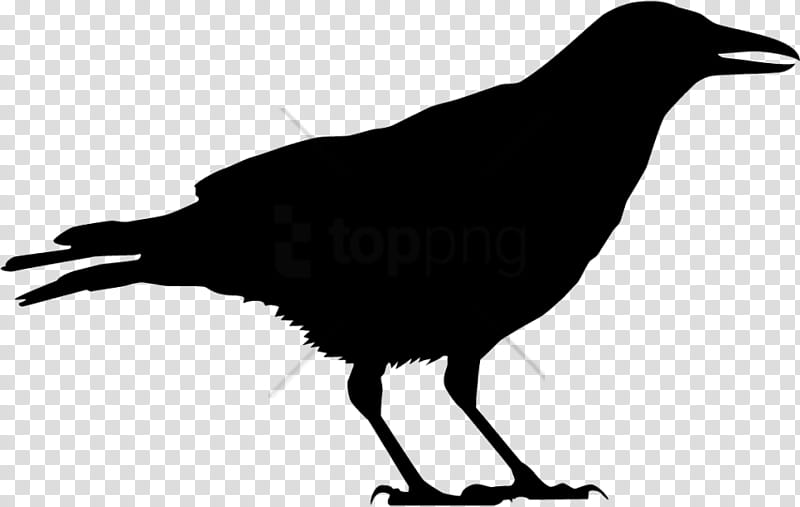 Birds Silhouette, Crow, American Crow, Common Raven, Crow Family, All About Birds, Cornell Lab Of Ornithology, Cape Crow transparent background PNG clipart