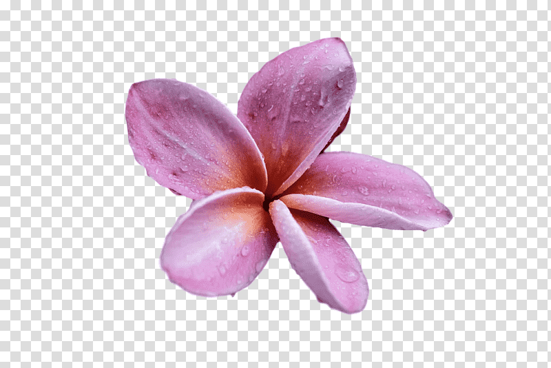 Lavender, Flower, Moth Orchids, Petal, Lilac M, Closeup, Plants transparent background PNG clipart