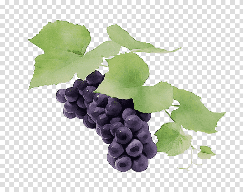 sultana seedless fruit grape leaves grapevines, Watercolor, Paint, Wet Ink, Family, Common Grape Vine, Plant transparent background PNG clipart
