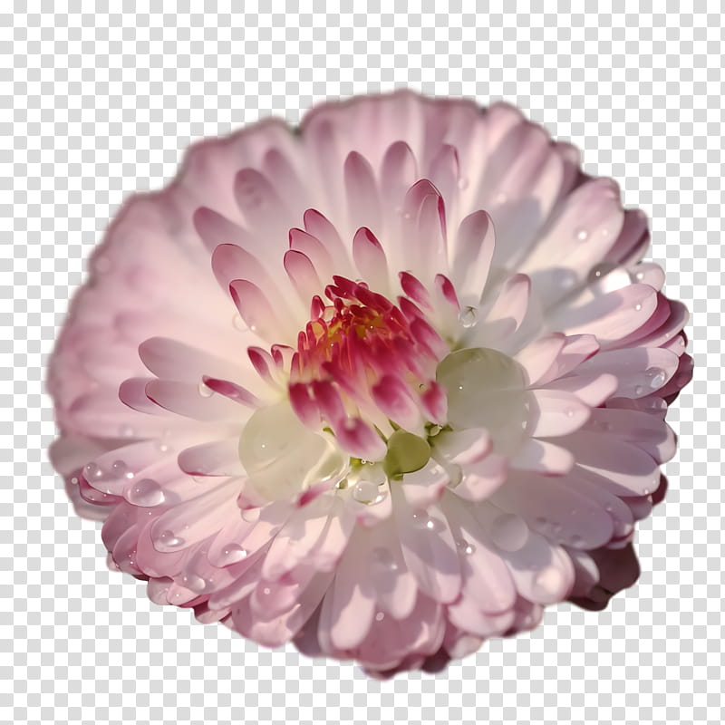 chrysanthemum transvaal daisy dahlia cut flowers petal transparent background PNG clipart