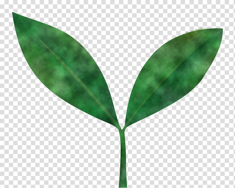 sprout bud seed, Flush, Leaf, Green, Plant, Flower, Tree, Anthurium transparent background PNG clipart