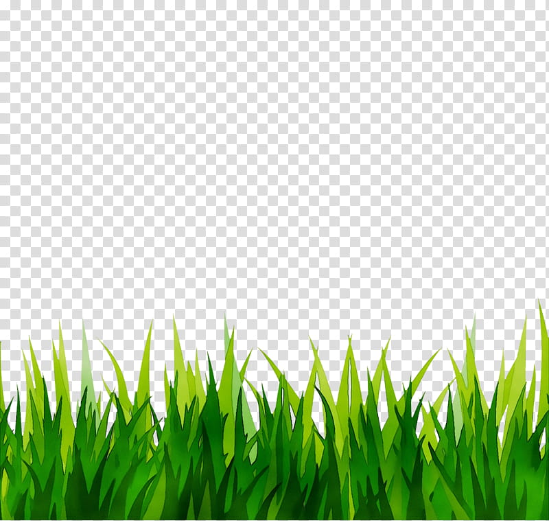 Green Grass, Fond Blanc, Wheatgrass, White, Lawn, Plant, Grass Family, Grassland transparent background PNG clipart
