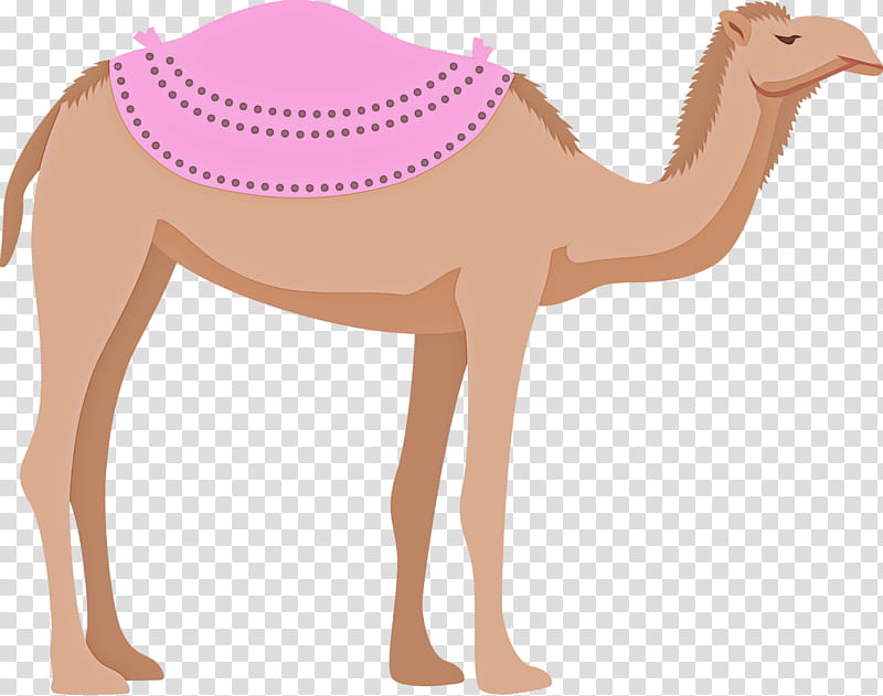Llama, Dromedary, Cartoon, Drawing, Blog, Camel Train, Camels transparent background PNG clipart