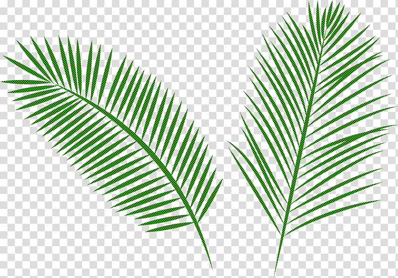 Arabian Landscape, Leaf, Plant Stem, Palm Trees, Trunk, Grasses, Houseplant, Swiss Cheese Plant transparent background PNG clipart
