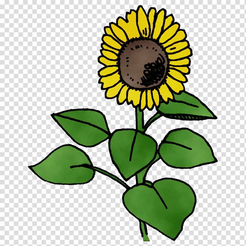 common sunflower plant stem sunflower seed dandelion leaf, Watercolor, Paint, Wet Ink, Drawing, Cut Flowers, Sunflowers, Plants transparent background PNG clipart
