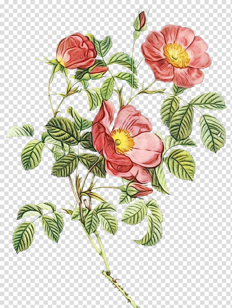 Rose, Watercolor, Paint, Wet Ink, Flower, Plant, Prickly Rose, Rosa Dumalis transparent background PNG clipart