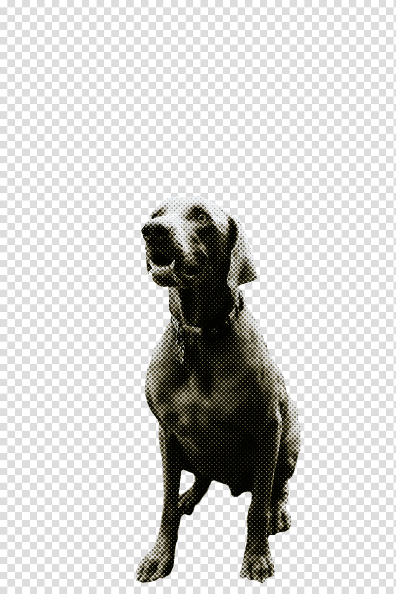 weimaraner snout breed crossbreed, Groupm, Dog, Biology, Science transparent background PNG clipart