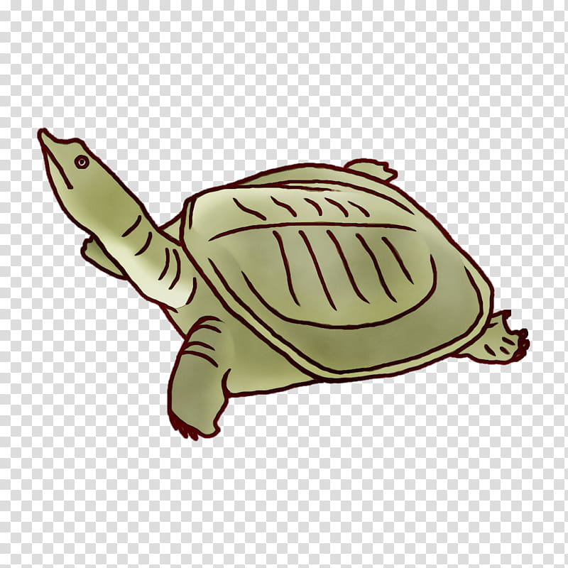 chinese softshell turtle 四季の蔵 食楽亭 champon collagen cuisine, Watercolor, Paint, Wet Ink, Gelatin, Dashi, Box Turtles, Skin transparent background PNG clipart