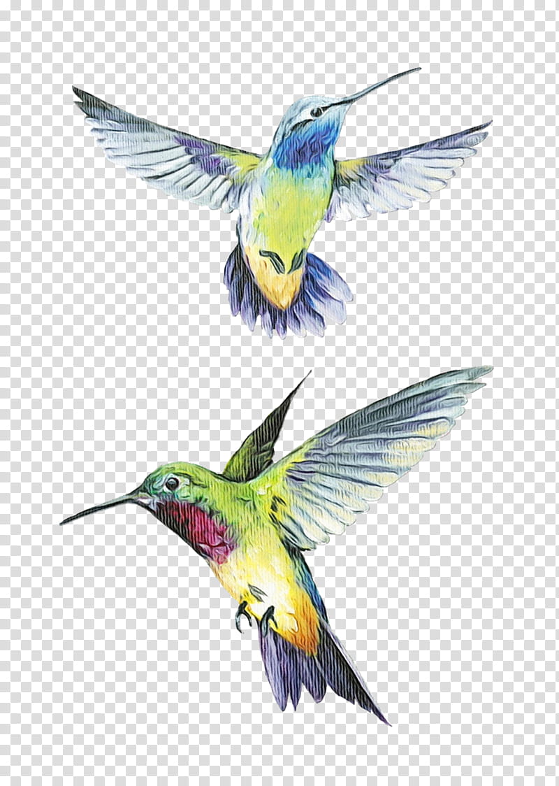 Feather, Watercolor, Paint, Wet Ink, Hummingbirds, Coraciiformes, Beak transparent background PNG clipart