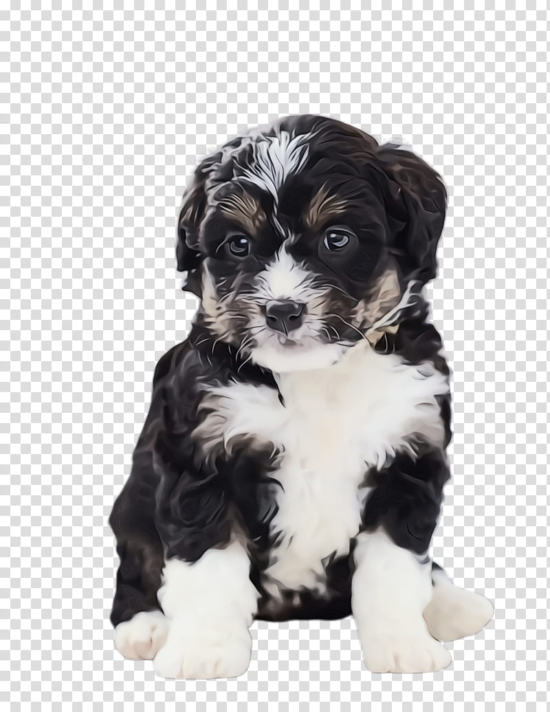 Dog And Cat, Cute Dog, Pet, Animal, Puppy, Australian Shepherd, Bernese Mountain Dog, Miniature American Shepherd transparent background PNG clipart