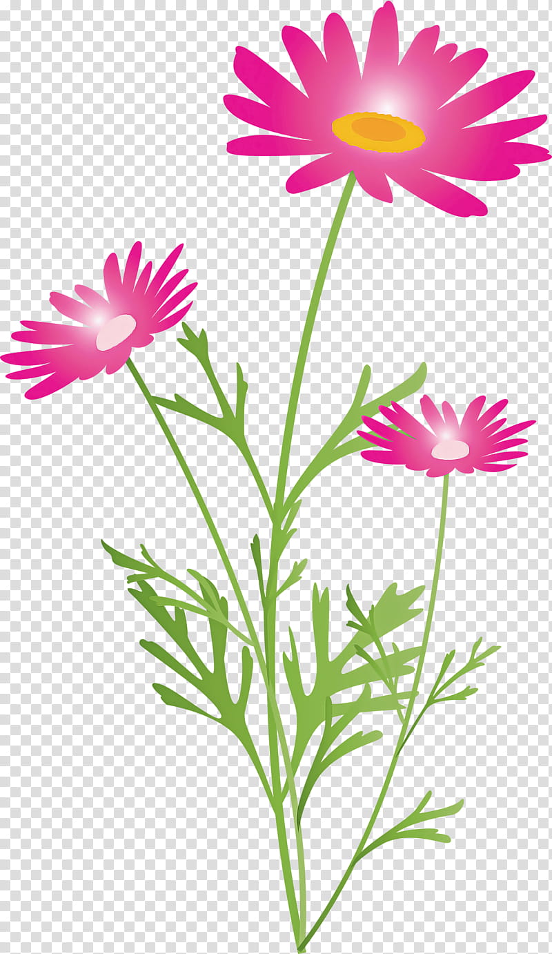 marguerite flower spring flower, Plant, Marguerite Daisy, Petal, African Daisy, Chamomile, Daisy Family, Pedicel transparent background PNG clipart