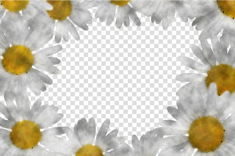 Marguerite gerbera daisy, Autumn Flower, Oxeye Daisy, Transvaal Daisy, Roman Chamomile, Floral Design, Chrysanthemum, Yellow transparent background PNG clipart