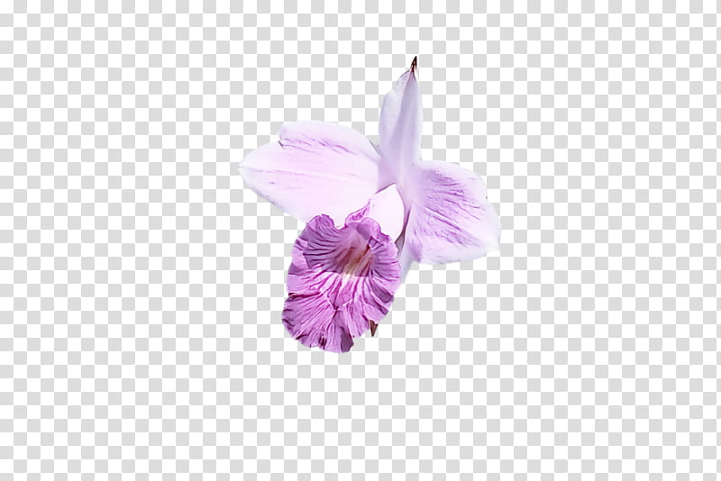 Floral design, Moth Orchids, Flower, Cephalanthera, Violet, Odontoglossum, Plants, Christmas Orchid transparent background PNG clipart