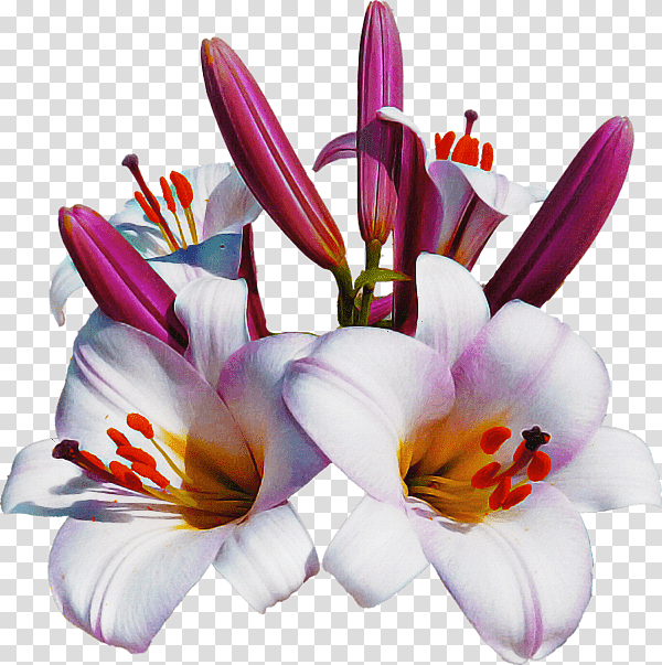 cut flowers crocus flower petal lilac / m, Lilac M, Plant, Lily M, Science, Biology transparent background PNG clipart
