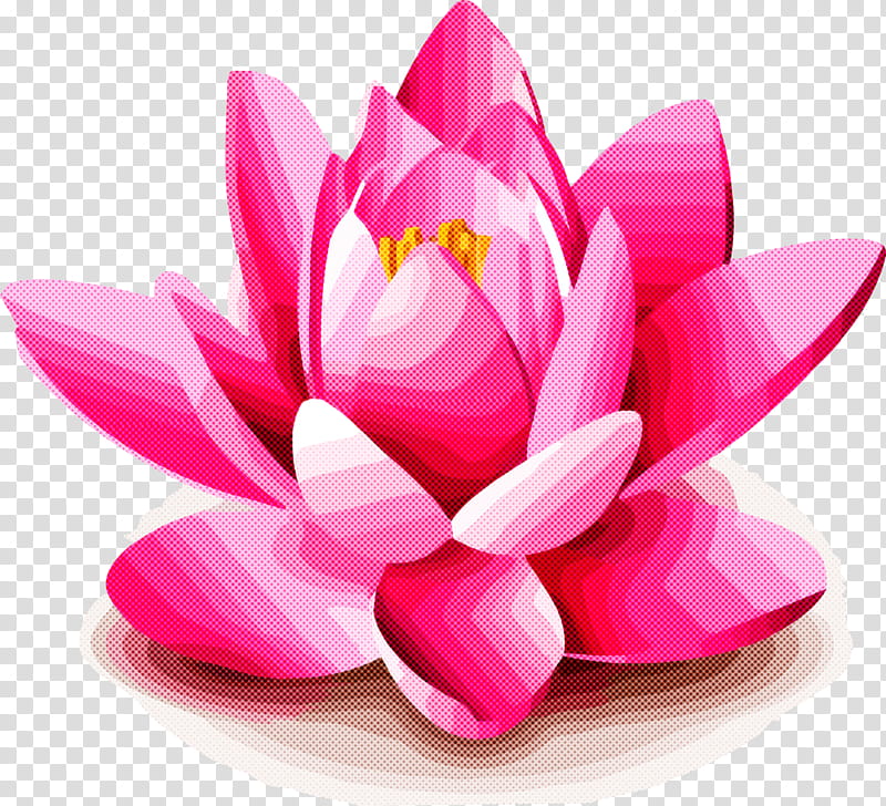 sacred lotus nelumbonaceae mn6 flower family, Proteales transparent background PNG clipart