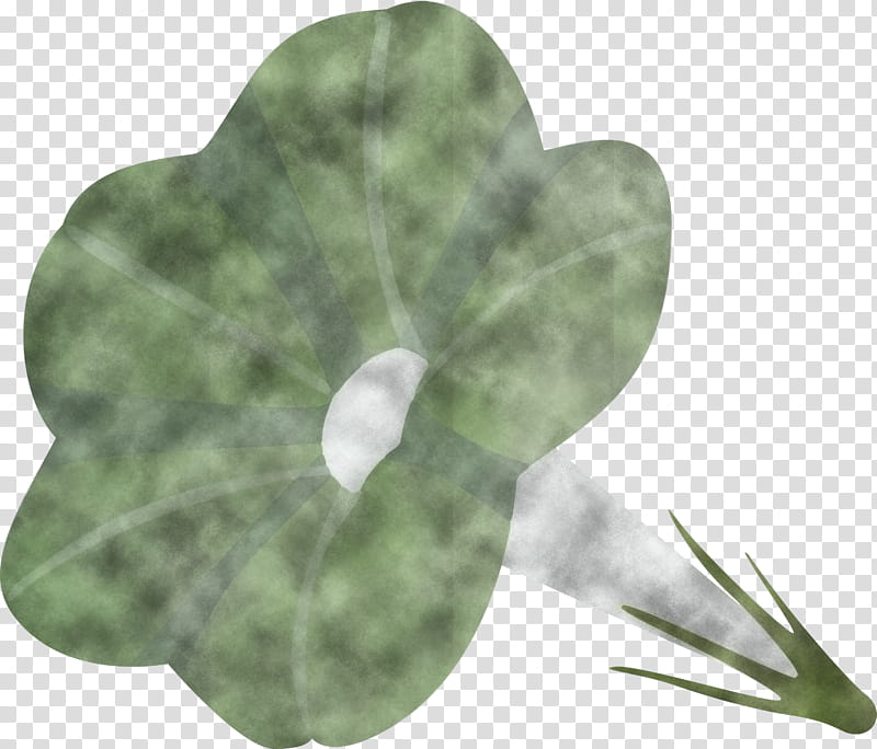 Morning Glory Flower, Leaf, Green, Plant, Jade, Anthurium, Petal, Arum Family transparent background PNG clipart