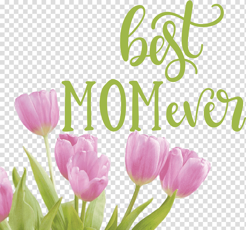 Mothers Day best mom ever Mothers Day Quote, Sticker, Gift, Floral Design, Tulip, Cut Flowers, Meter transparent background PNG clipart