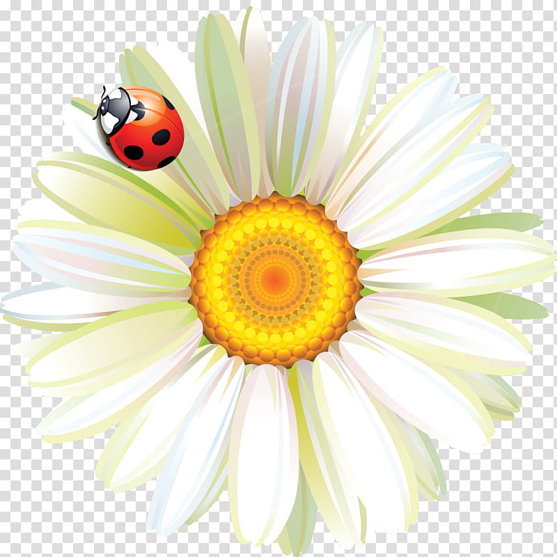 Marguerite gerbera daisy, Autumn Flower, Early Childhood Professional, Kindergarten, Chelidonium, Education
, Upbringing, Lesson transparent background PNG clipart