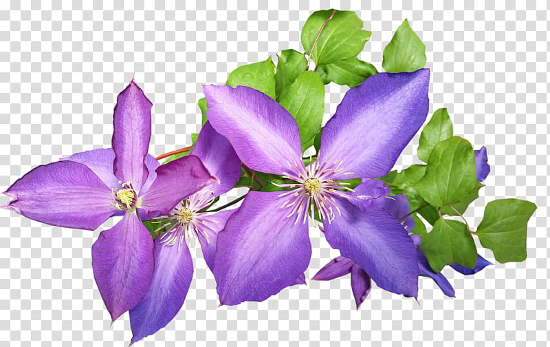 Flowers, Plants, Asian Virginsbower, Garden, French Hydrangea, Gardening, Bellflower Family, Violet transparent background PNG clipart