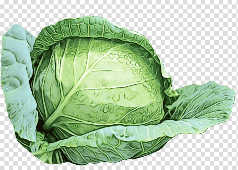 leaf vegetable cabbage savoy cabbage collard komatsuna, Watercolor, Paint, Wet Ink, Spring Greens, Romaine Lettuce, Leaflet transparent background PNG clipart