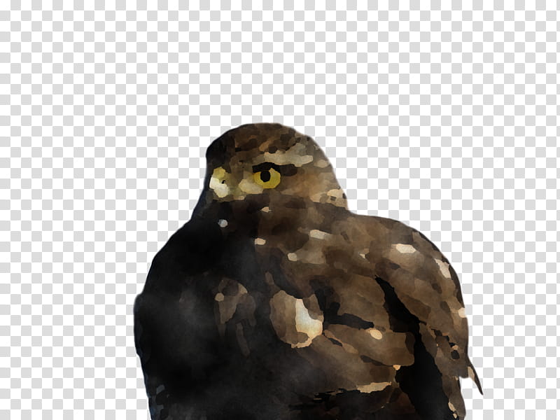 common buzzard buzzard hawk owl m beak transparent background PNG clipart