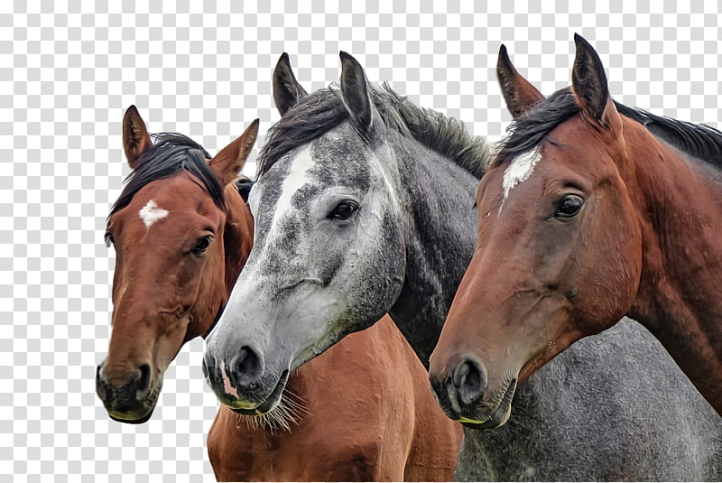 equestrianism horses arabian horse pony horse training, Gallop, Wild Horse, White Horse, Horse Show, Mug, Equine Massage, Gray Horse transparent background PNG clipart