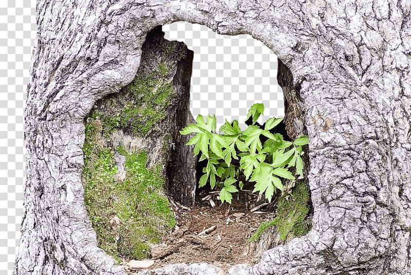 Vine, Tree, Trunk, Leaf, Bark, Branch, Green transparent background PNG clipart