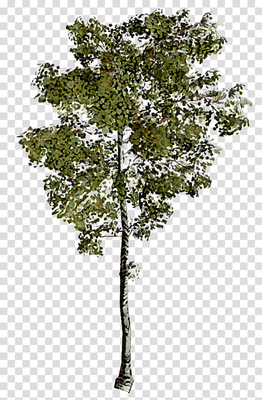 Plane, Tree, Plant, Woody Plant, Canoe Birch, Leaf, Flower, Plant Stem transparent background PNG clipart