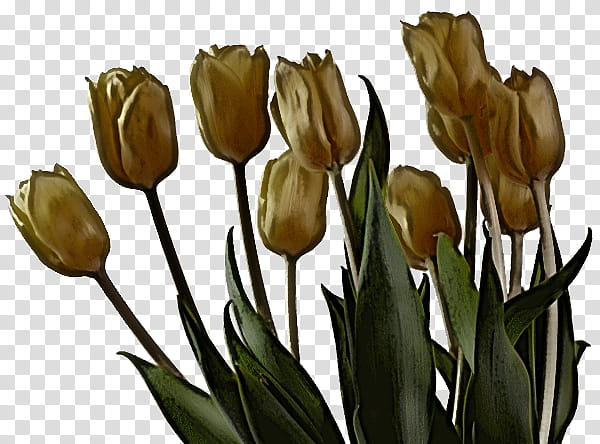 flower tulip plant lily family cut flowers, Bud, Lady Tulip, Petal, Plant Stem, Iris, Perennial Plant transparent background PNG clipart
