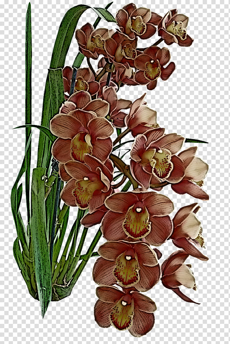 Floral design, Cut Flowers, Tulip, Flower Bouquet, Orchids, Plant Stem, Petal, Moth Orchids transparent background PNG clipart