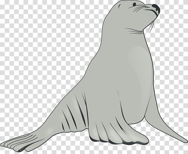 Elephant, Sea Lion, Steller Sea Lion, Pinniped, Elephant Seal, Drawing, California Sea Lion, Fur Seal transparent background PNG clipart