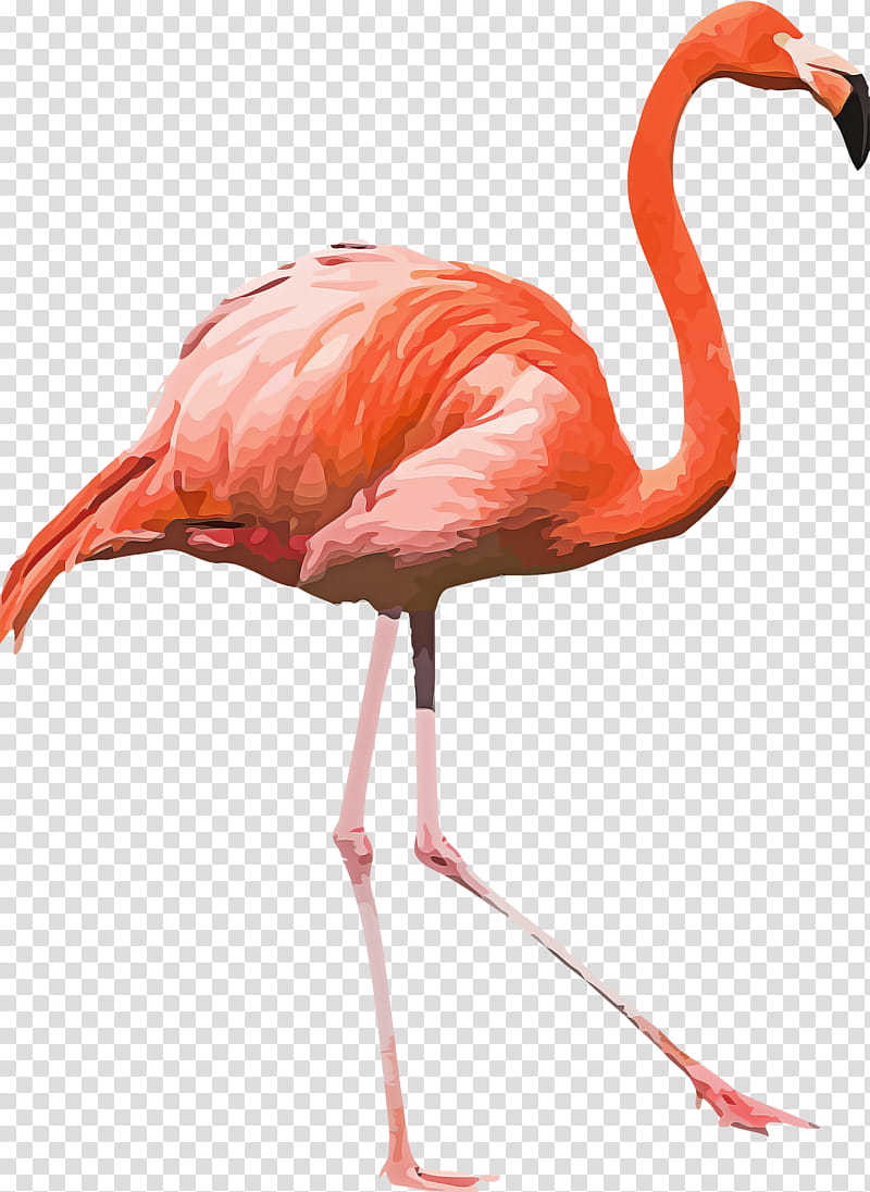 Flamingo, Birds, American Flamingo, Greater Flamingo, Flamingos, Lesser Flamingo, Water Bird, Birdsofparadise transparent background PNG clipart