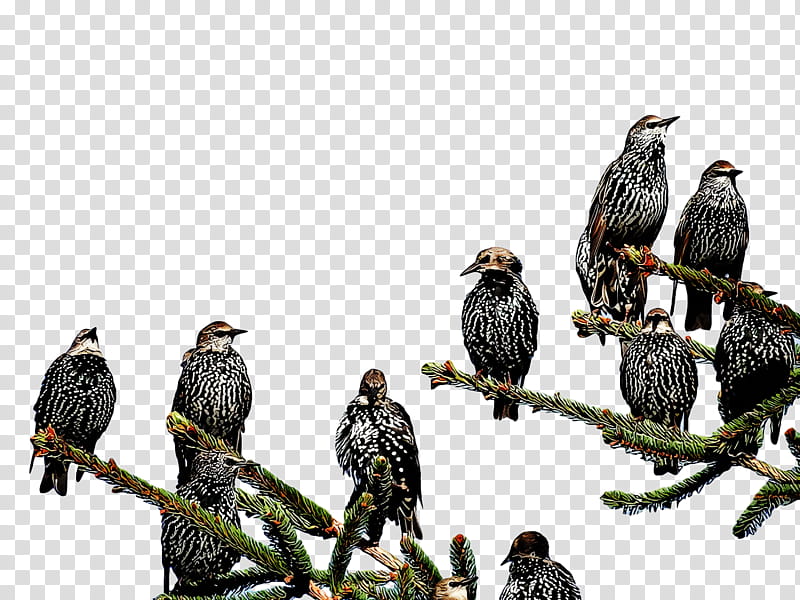 birds common buzzard eagle falcon bald eagle, Hawk, Beak, Cartoon, Drawing transparent background PNG clipart