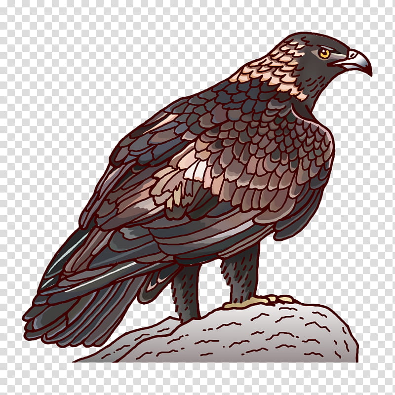 Feather, Hawk, Golden Eagle, Birds, Bald Eagle, Accipitridae, Falcon, Stork transparent background PNG clipart