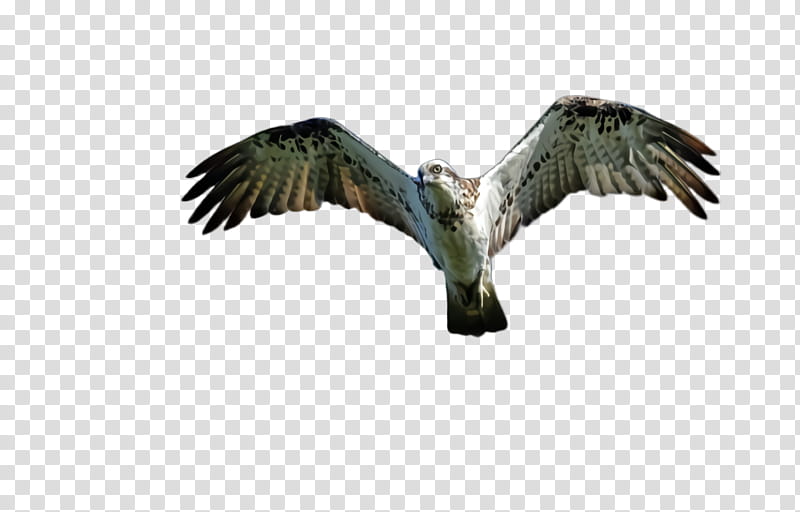 Flying Bird, Flying Eagle, Soaring Eagle, Bald Eagle, Hawk, Buzzard, Vulture, Beak transparent background PNG clipart
