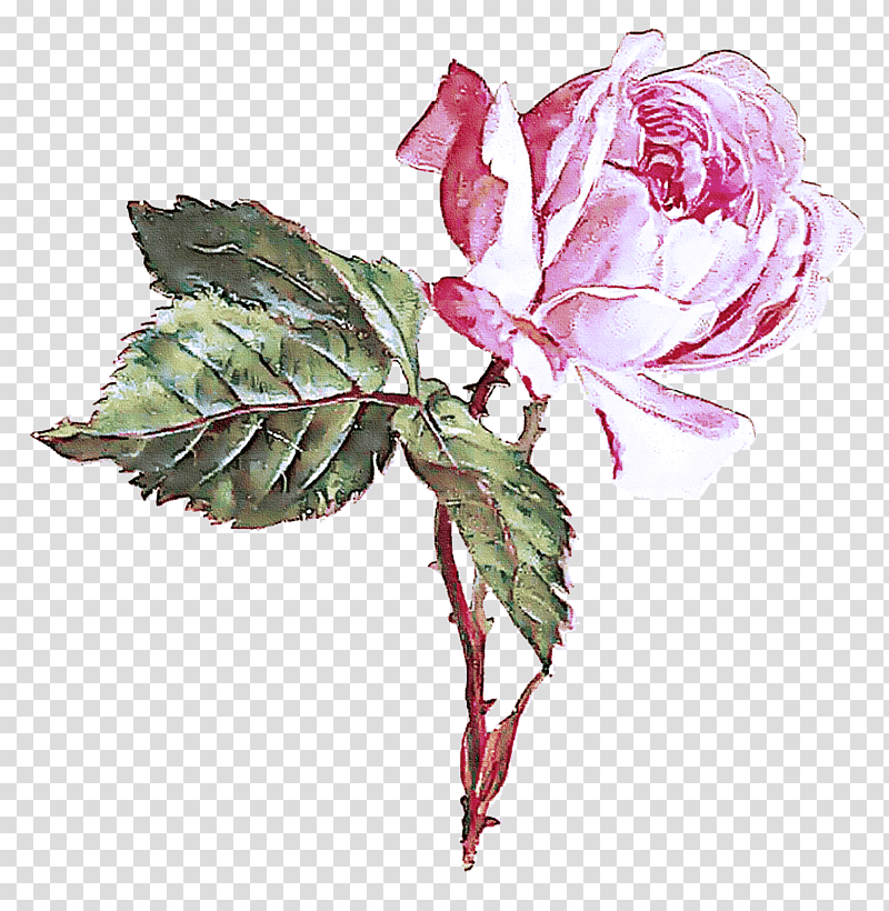 Garden roses, Cabbage Rose, Peony, Flower, Cut Flowers, Flower Bouquet, Glaucous Dog Rose transparent background PNG clipart