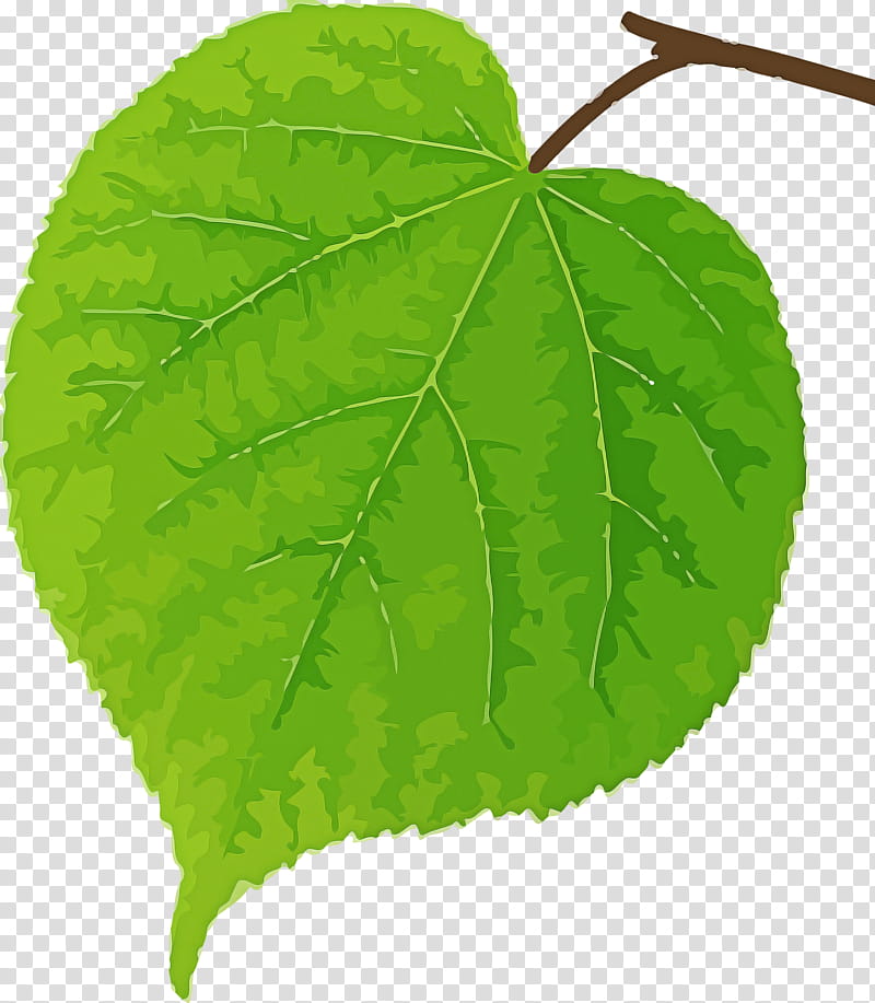 Bodhi Leaf Bodhi Day Bodhi, Plant, Green, Flower, Tree, Plant Pathology, Piper Auritum, Herb transparent background PNG clipart