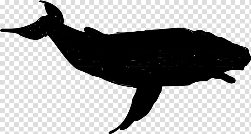 Whale, Beak, Silhouette transparent background PNG clipart