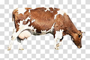 dairy cattle ox anti-inflammatory antiparasitic hormone, Watercolor, Paint, Wet Ink, Antiinflammatory, Laboratorios Mercavet, Snout, Calf transparent background PNG clipart thumbnail