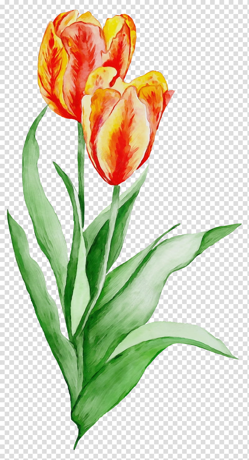 flower tulip petal plant cut flowers, Watercolor, Paint, Wet Ink, Plant Stem, Pedicel, Lily Family, Anthurium transparent background PNG clipart
