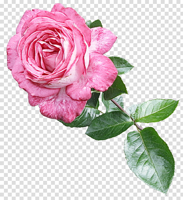 Garden roses, Cut Flowers, Rose Family, Cabbage Rose, Floribunda, Petal, Rose Order transparent background PNG clipart