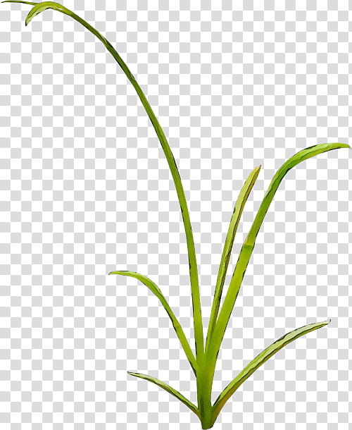 plant flower grass leaf terrestrial plant, Watercolor, Paint, Wet Ink, Grass Family, Plant Stem, Pedicel, Sweet Grass transparent background PNG clipart