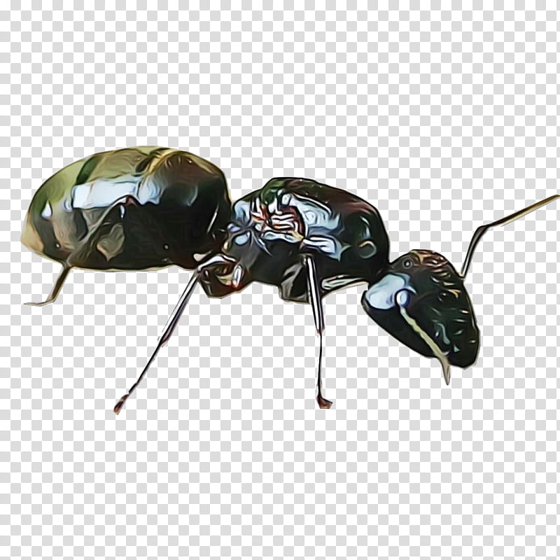 insect carpenter ant beetle pest ground beetle, Watercolor, Paint, Wet Ink, Scarabs, Leaf Beetle transparent background PNG clipart