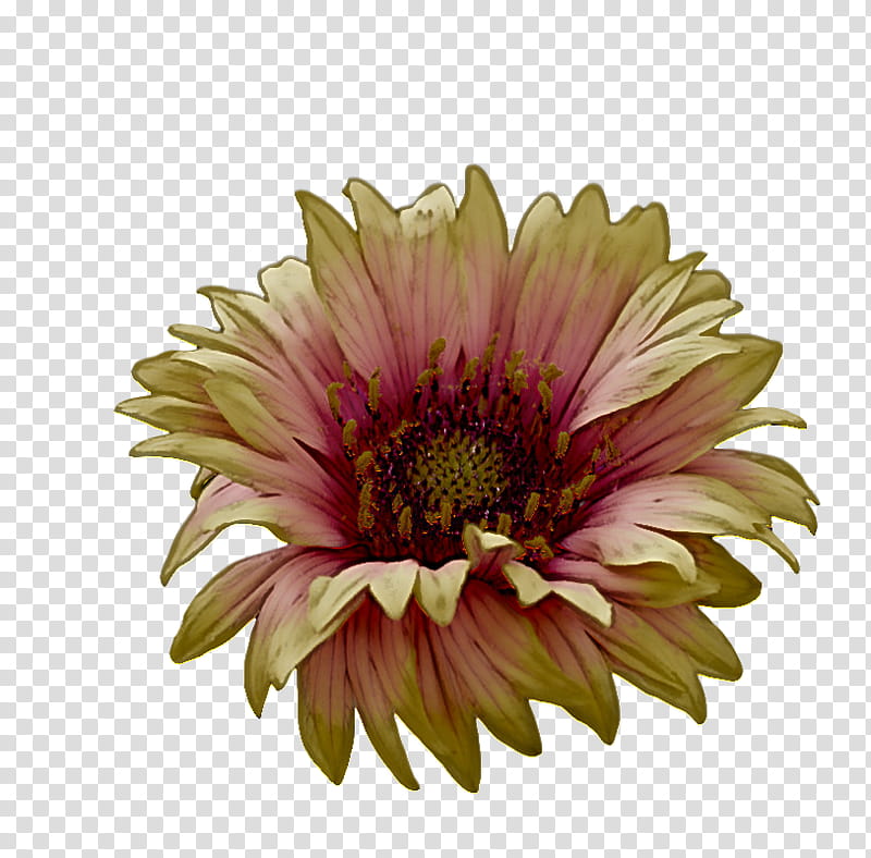 transvaal daisy annual plant chrysanthemum cut flowers blanket flowers, Aster, Petal, Plants, Biology, Science, Seed Plants transparent background PNG clipart