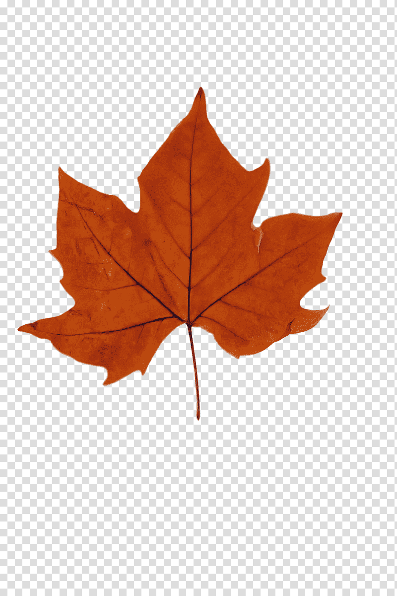 leaf maple leaf / m m-tree tree plants, Maple Leaf M, Mtree, Plant Structure, Biology, Science transparent background PNG clipart